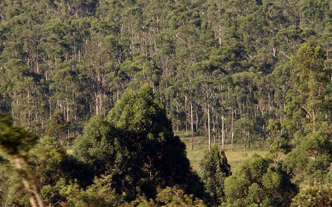 ‘Terrible’ and ‘wonderful’: the saga of the Australian tree that found the perfect habitat in Brazil